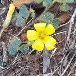 Oxalis lasiopetala flower picture by Trap Hers (cc-by-sa)