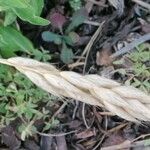 Bromus lanceolatus fruit picture by Joseph Dupont (cc-by-sa)