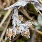 Mniodes longifolia fruit picture by Fabien Anthelme (cc-by-sa)