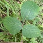 Rubus vestitus leaf picture by Olivier Le Gall (cc-by-sa)