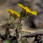 Tussilago farfara habit picture by Stefan Kamps (cc-by-sa)