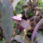 Tradescantia pallida flower picture by Angela Grosso (cc-by-sa)