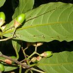 Ocotea dendrodaphne fruit picture by Nelson Zamora Villalobos (cc-by-nc)