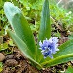 Scilla latifolia flower picture by Pascal DUPUIS (cc-by-sa)