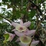 Dendrobium aphyllum flower picture by Kaushik Kumar Mech (cc-by-sa)