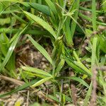 Linaria chalepensis leaf picture by Eleftherios (cc-by-sa)