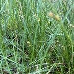 Carex echinata habit picture by Terje Norli (cc-by-sa)