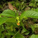 Chrysothemis friedrichsthaliana flower picture by Nelson Zamora Villalobos (cc-by-nc)