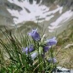 Campanula alpina flower picture by Vincenc J (cc-by-sa)