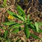 Bidens aristosa leaf picture by Johnny Poppyseed (cc-by-sa)