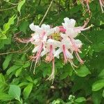 Rhododendron periclymenoides flower picture by Lenore Roca (cc-by-sa)