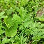 Potentilla tobolensis leaf picture by Юрий Басов (cc-by-sa)