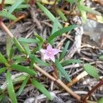 Sesuvium portulacastrum flower picture by McClure Laura (cc-by-sa)