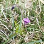 Pinguicula vulgaris flower picture by lars is alright (cc-by-sa)