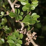 Zanthoxylum limoncello leaf picture by Nelson Zamora Villalobos (cc-by-nc)