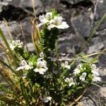 Euphrasia pectinata leaf picture by biardeau (cc-by-sa)