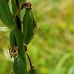 Platanthera chlorantha fruit picture by Simon Dietmann (cc-by-sa)