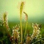 Drosera anglica flower picture by Erich🦅 Ju (cc-by-sa)