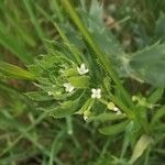 Galium tricornutum flower picture by Benito Soto Fernando (cc-by-sa)