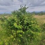 Grewia trichocarpa habit picture by susan brown (cc-by-sa)