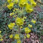 Euphorbia biumbellata flower picture by Cath Hrdz (cc-by-sa)