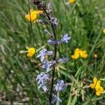 Lobelia spicata flower picture by Green Shar (cc-by-sa)