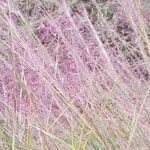 Muhlenbergia capillaris flower picture by ziesook you (cc-by-sa)