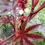 Ricinus communis flower picture by Bras Leos (cc-by-sa)