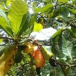 Anacardium occidentale fruit picture by Yves Demouy (cc-by-sa)