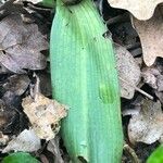 Ophrys scolopax leaf picture by Pierre Bonnet (cc-by-sa)