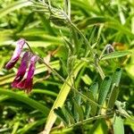 Vicia benghalensis flower picture by Emmanuel Cosson (cc-by-sa)