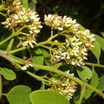 Dalbergia glomerata flower picture by Nelson Zamora Villalobos (cc-by-nc)