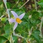 Solanum arundo flower picture by susan brown (cc-by-sa)