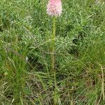 Gymnadenia corneliana habit picture by Sylvain Piry (cc-by-sa)