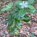 Catharanthus roseus habit picture by Collados Ana (cc-by-sa)