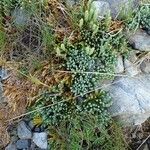 Lycopodium alpinum habit picture by Yoan MARTIN (cc-by-sa)