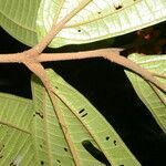 Miconia simplex leaf picture by Nelson Zamora Villalobos (cc-by-nc)