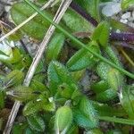 Cerastium diffusum leaf picture by Pierre LEON (cc-by-sa)