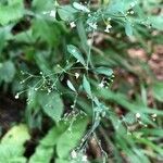 Galium sylvaticum flower picture by Mark Meinert (cc-by-sa)