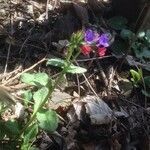 Pulmonaria obscura flower picture by syrachta (cc-by-sa)