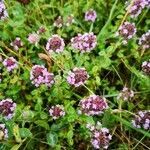 Thymus serpyllum habit picture by Dieter Albrecht (cc-by-sa)