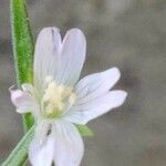 Epilobium lanceolatum flower picture by Jean-René Girardeau (cc-by-sa)