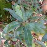 Lithraea brasiliensis leaf picture by Iohann Roloff (cc-by-sa)