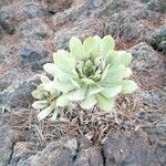 Aeonium pseudourbicum leaf picture by Rafael CAmara (cc-by-sa)