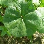 Malva setigera leaf picture by O Samuel (cc-by-sa)