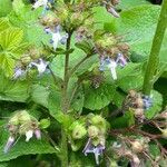 Trachystemon orientalis flower picture by maho maho (cc-by-sa)