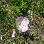 Oenothera speciosa flower picture by Patty Barr (cc-by-sa)