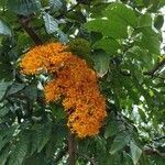 Saraca indica flower picture by qdp (cc-by-sa)