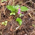 Galeopsis pubescens habit picture by Bořek Tuček (cc-by-sa)