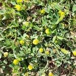 Trifolium campestre leaf picture by cherif attia (cc-by-sa)